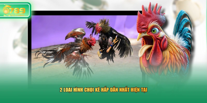 2 loại hình chọi kê hấp dẫn nhất hiện tại