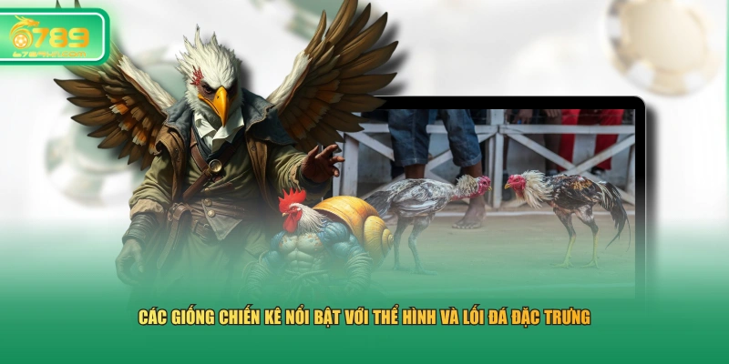 Các giống chiến kê nổi bật với thể hình và lối đá đặc trưng 