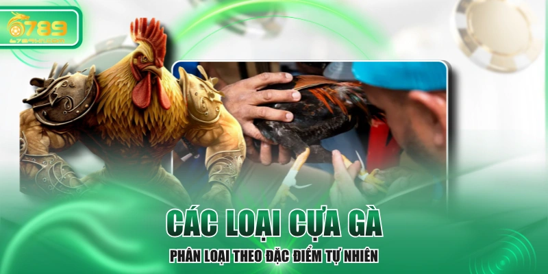 Các Loại Cựa Gà - Phân Loại Theo Đặc Điểm Tự Nhiên