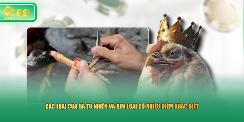 Các loại cựa gà tự nhiên và kim loại có nhiều điểm khác biệt