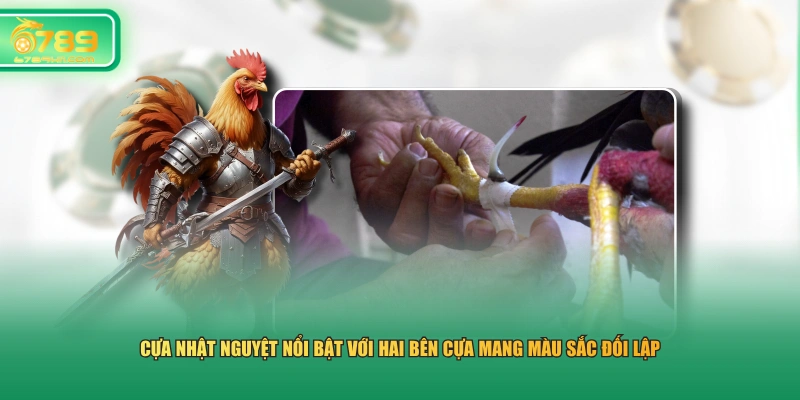 Cựa nhật nguyệt nổi bật với hai bên cựa mang màu sắc đối lập