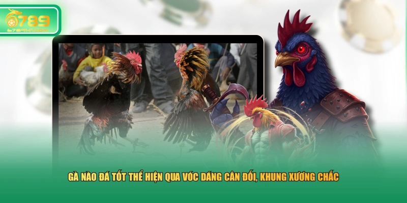 Gà nào đá tốt thể hiện qua vóc dáng cân đối, khung xương chắc 