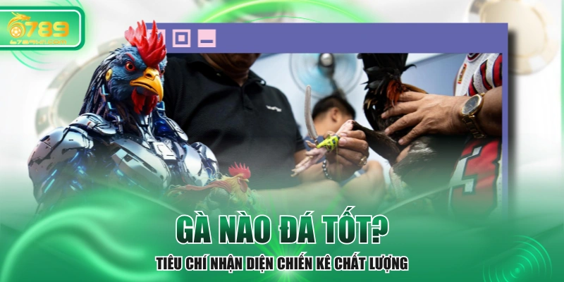 Gà Nào Đá Tốt - Tiêu Chí Nhận Diện Chiến Kê Chất Lượng