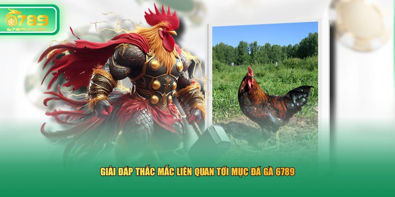 Giải đáp thắc mắc liên quan tới mục đá gà 6789