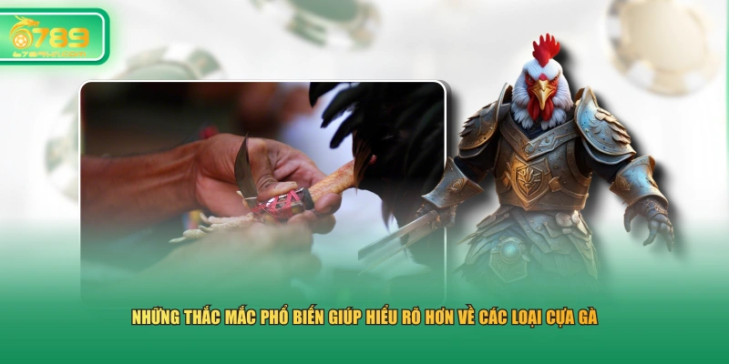 Những thắc mắc phổ biến giúp hiểu rõ hơn về các loại cựa gà 